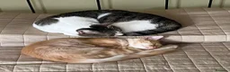 Europeo gatti in regalo: ELVIS - 4 ANNI DOLCISSIMO a Città metropolitana di Milano - Annuncio 3