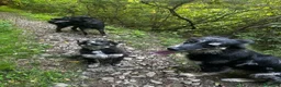 Cane delle Alpi Apuane cani in vendita: Cane delle Alpi Apuane  - Annuncio 2
