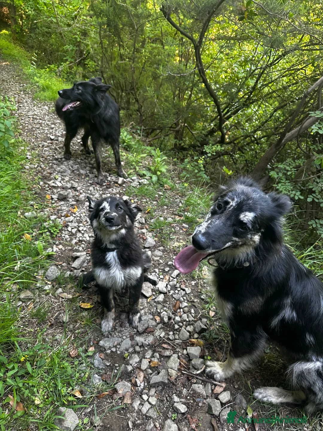 Cane delle Alpi Apuane cani in vendita: Cane delle Alpi Apuane  - Annuncio 2
