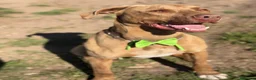 Pitbull cani in regalo: Splendido pitbull Red Nose - ZORO - Annuncio 1