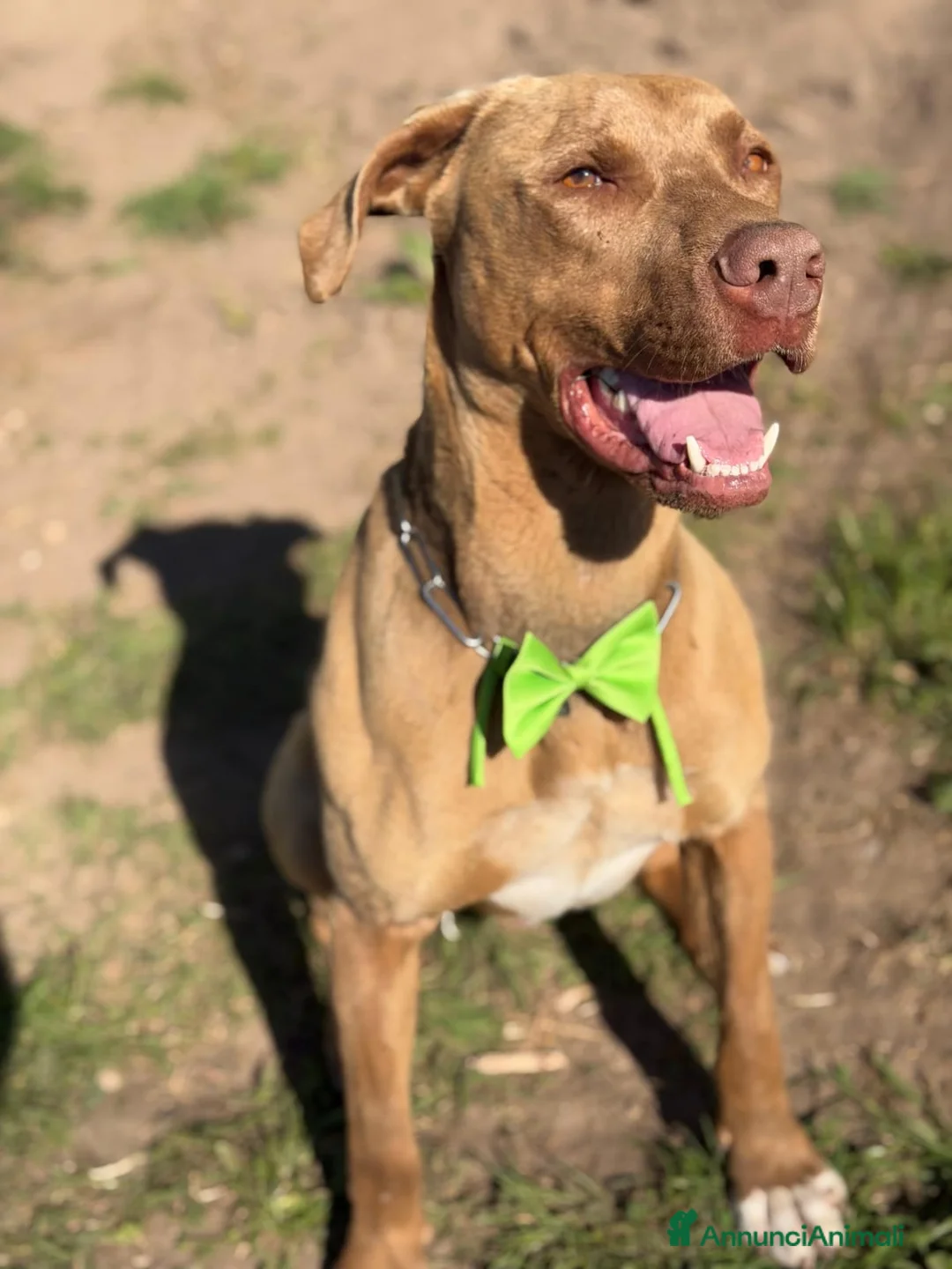 Pitbull cani in regalo: Splendido pitbull Red Nose - ZORO - Annuncio 1