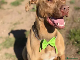 Pitbull cani Splendido pitbull Red Nose - ZORO - Annuncio 7