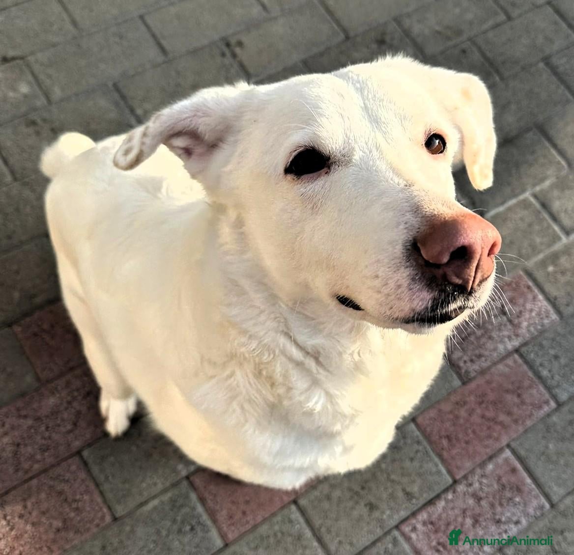 Meticcio cani in regalo: GENNA ALLA RICERCA DI UN PO' D'AMORE - Annuncio 3