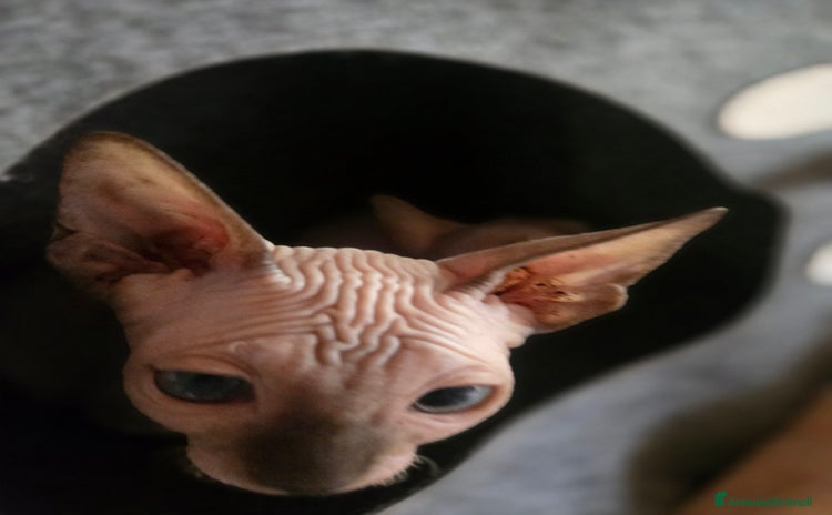 Sphynx gatti a Città metropolitana di Milano - Annuncio 2