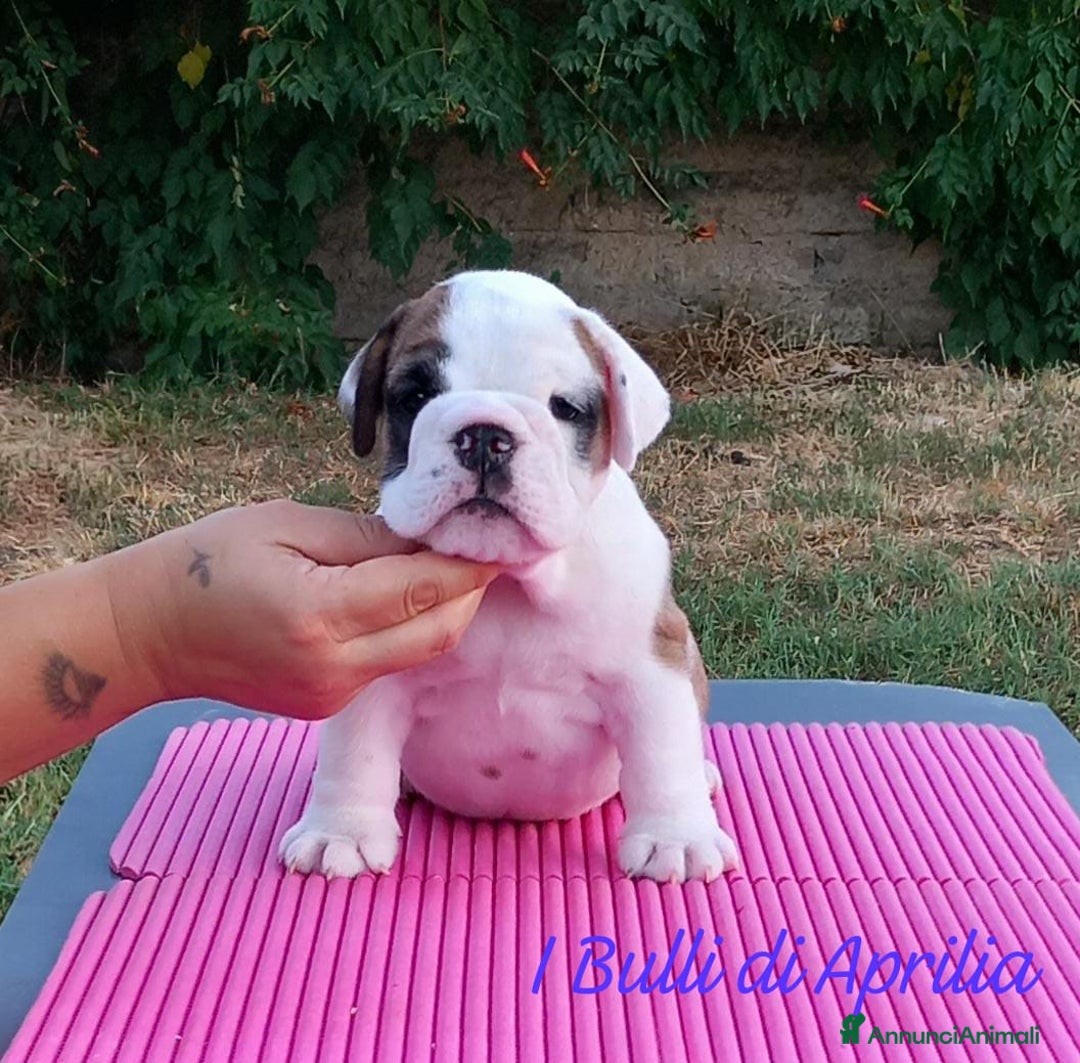 Bulldog cani in vendita: BULLDOG INGLESE  a Provincia di Latina - Immagine 3