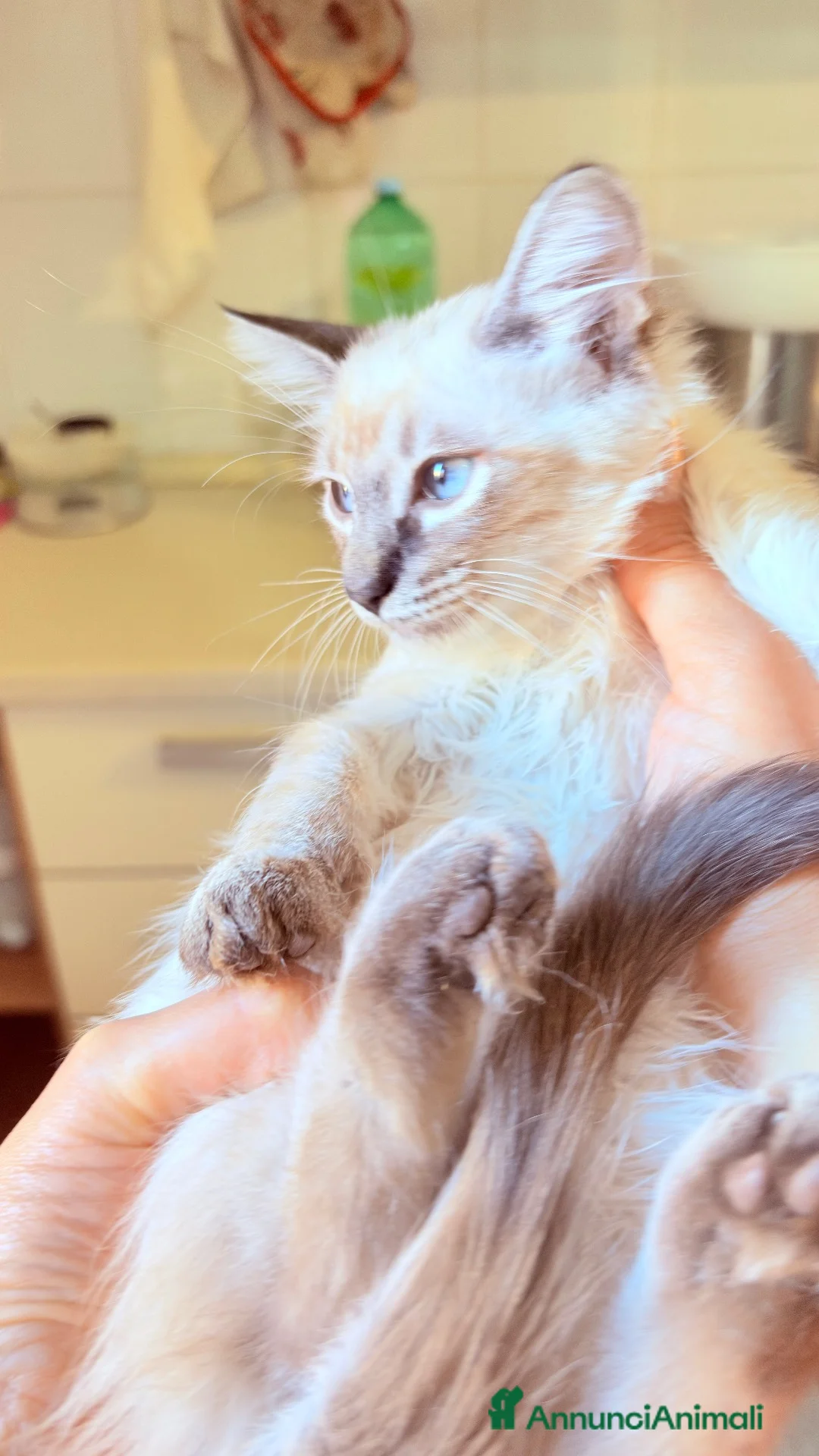 Angora turco gatti in vendita: Angora turco ,Splendido gattino con occhi azzurri  - Annuncio 1