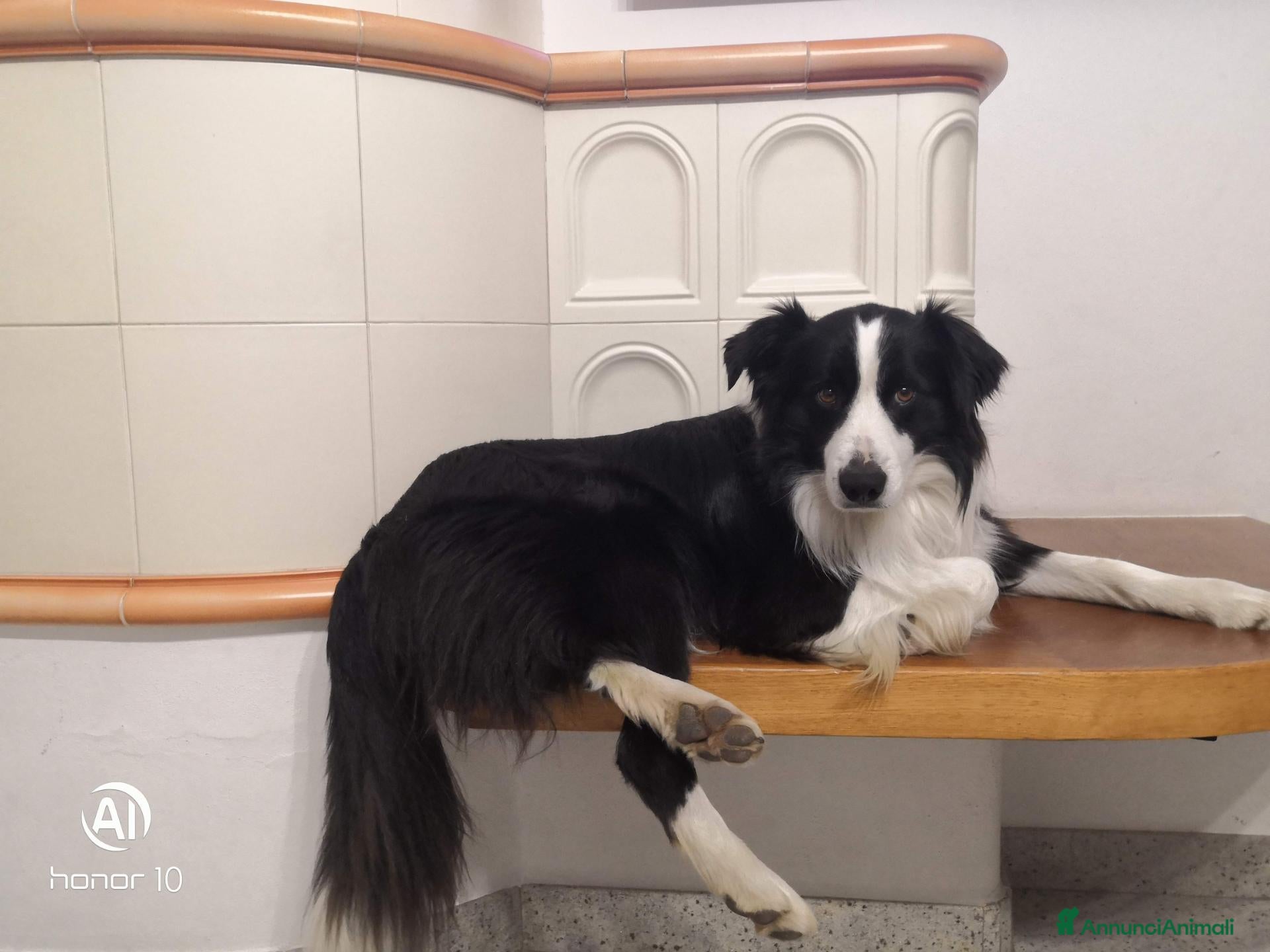 Border Collie cani border collie maschio per accoppiamento - Annuncio 13