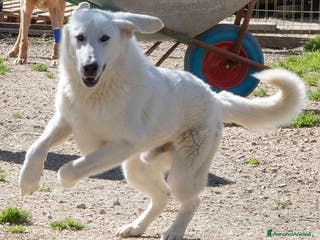 Meticcio cani DOLCISSIMO e BELLISSIMO DEMYR a Provincia di Reggio Emilia - Annuncio 22