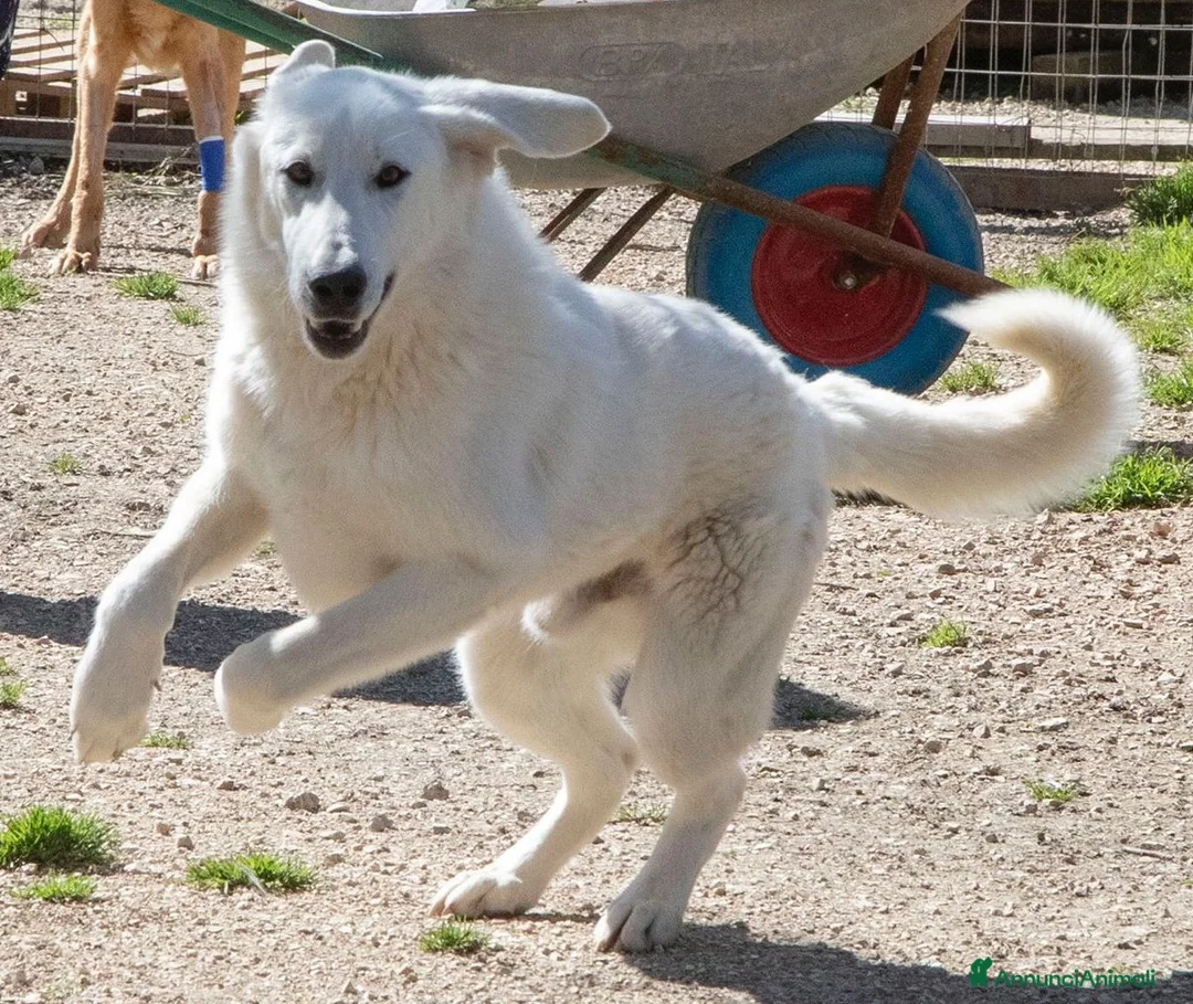 Meticcio cani in regalo: DOLCISSIMO e BELLISSIMO DEMYR a Provincia di Reggio Emilia - Annuncio 1