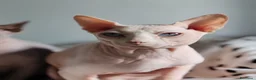 Sphynx gatti per accoppiamento: Maschio sphynx disponibile per monta  - Annuncio 3
