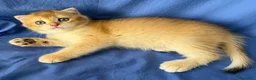 Scottish gatti in vendita: Splendidi cuccioli Scottish Fold e Straight - Annuncio 13