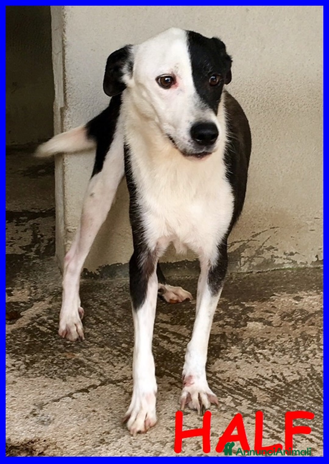 Meticcio cani in regalo: HALF  dolce, buffo nonnino - Annuncio 1