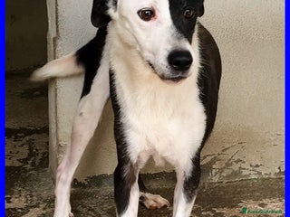 Meticcio cani HALF dolce, buffo nonnino - Annuncio 5