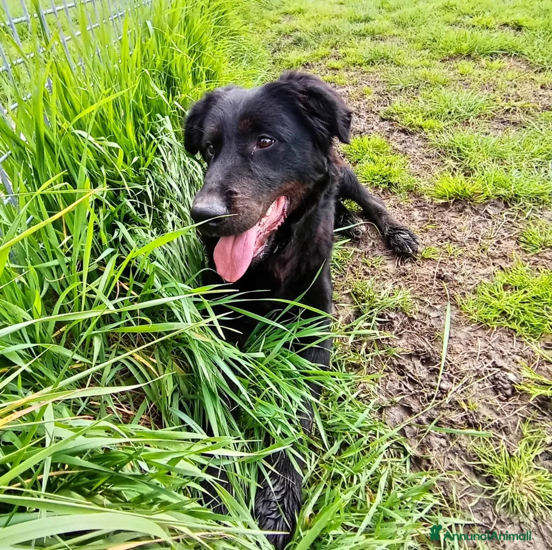 Meticcio cani in regalo: Antonia cucciolona mix labrador color cioccolato a Provincia di Latina - Annuncio 8
