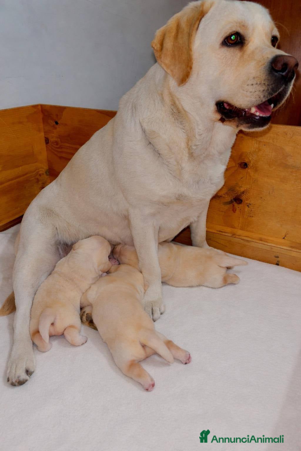 Labrador cani Cuccioli di Labrador - Annuncio 1