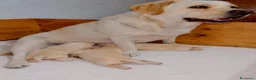 Labrador cani in vendita: Cuccioli di Labrador - Annuncio 1