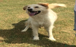 Meticcio cani in regalo: Connie, derivata golden - in adozione a Provincia di Latina - Immagine 2