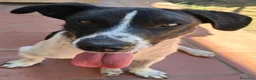 Meticcio cani in regalo: Tommy 12 kg di bontà e simpatia - Annuncio 3