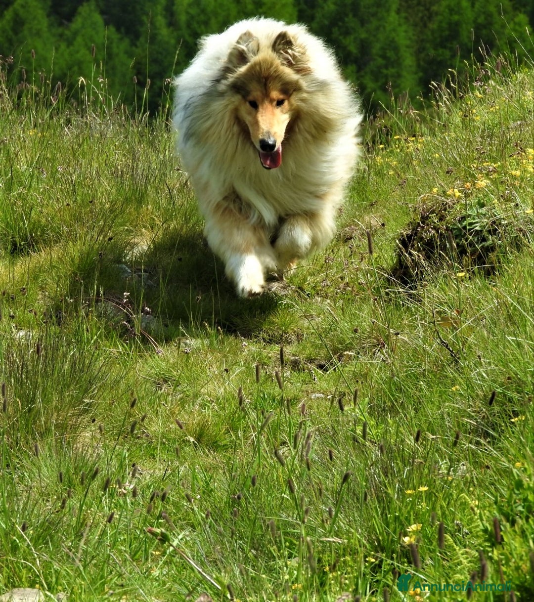 Collie cani per accoppiamento: Cerco Pastore scozzese femmina per accoppiamento - Annuncio 5