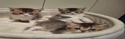 British gatti in vendita: Bellissimi Cuccioli British Shorthair  - Annuncio 3