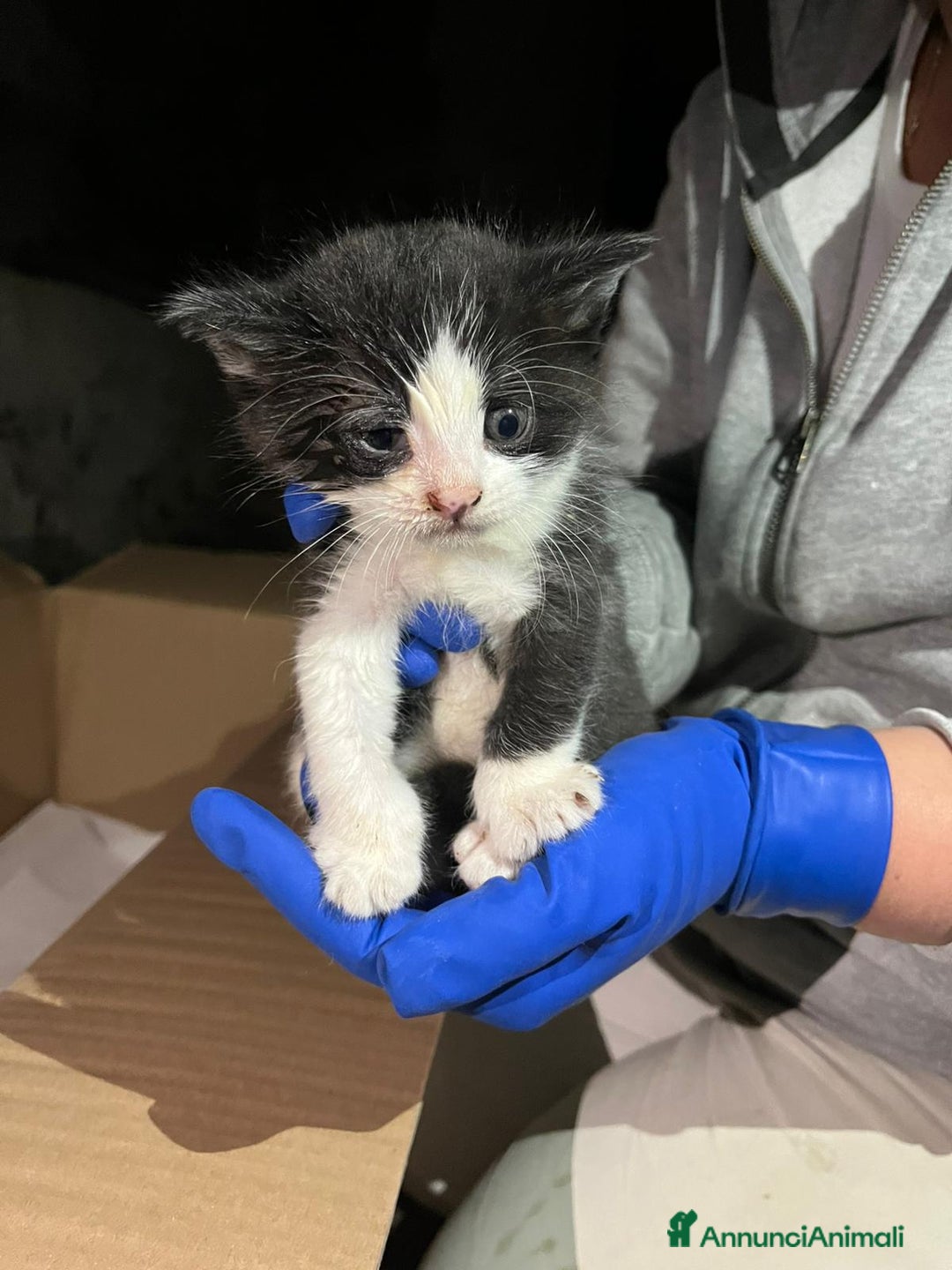 Meticcio gatti in regalo: Un grido dal cantiere - Annuncio 2