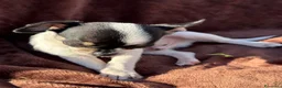 Chihuahua cani in vendita: Cuccioli chihuahua con pedigree Enci - Annuncio 7