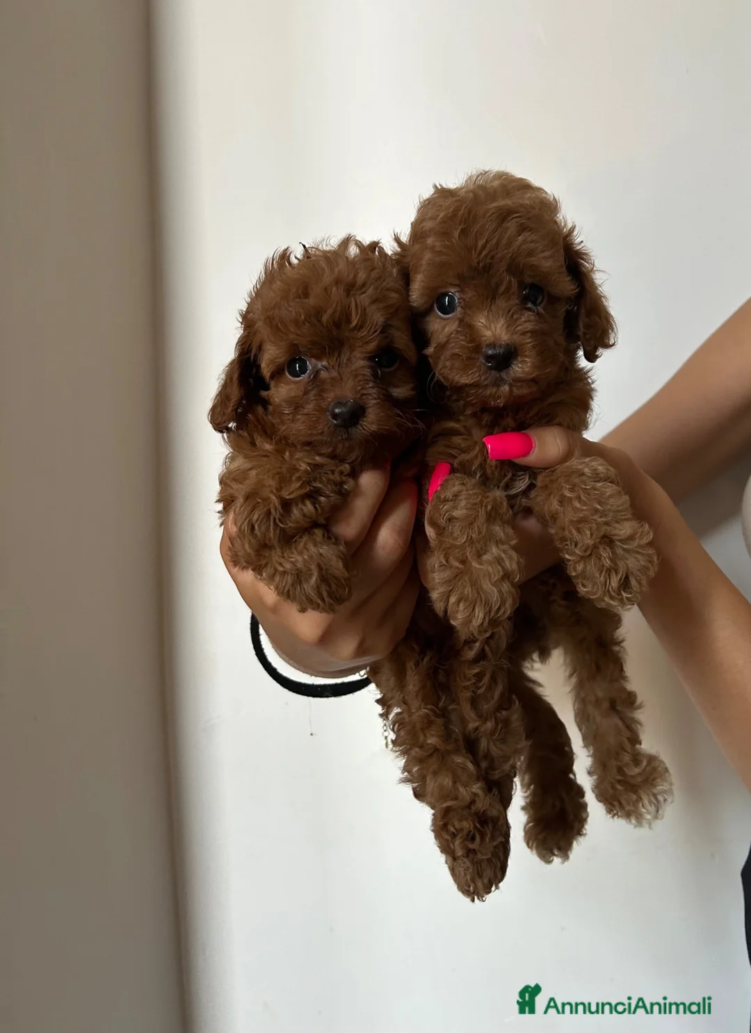 Barboncino Toy cani in vendita: barboncino red toy - Annuncio 2