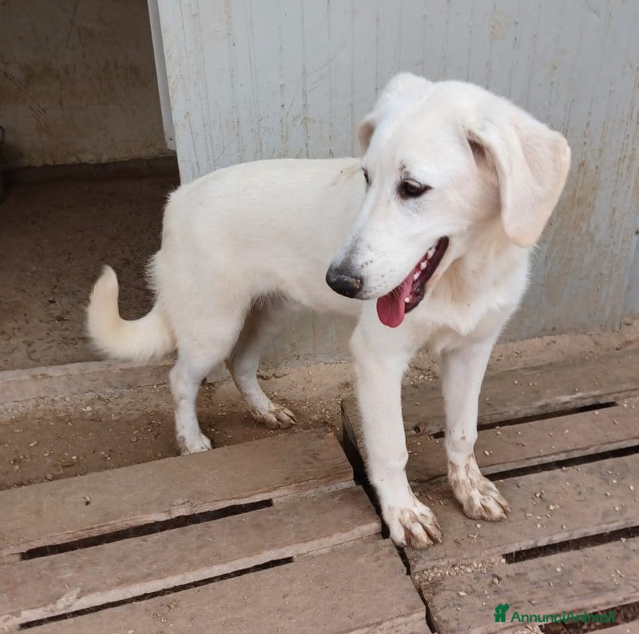 Meticcio cani IL TENERISSIMO E BELLISSIMO DEMYR - Annuncio 2