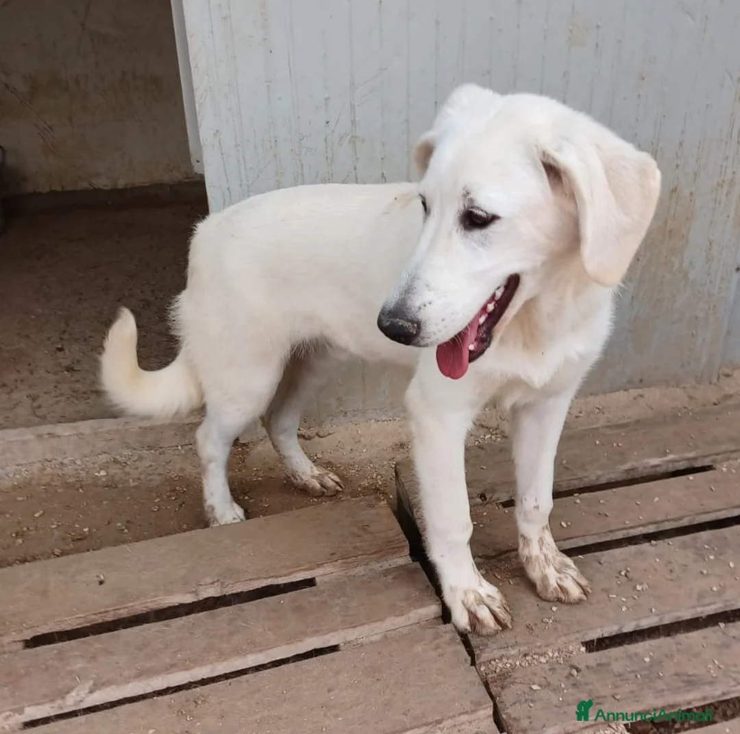 Meticcio cani in regalo: IL TENERISSIMO E BELLISSIMO DEMYR - Annuncio 2