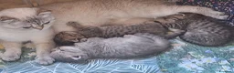 Scottish gatti in vendita: 3 splendidi scottish  - Annuncio 18