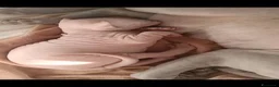 Sphynx gatti in vendita: Cuccioli di Sphynx con pedigree - Annuncio 2
