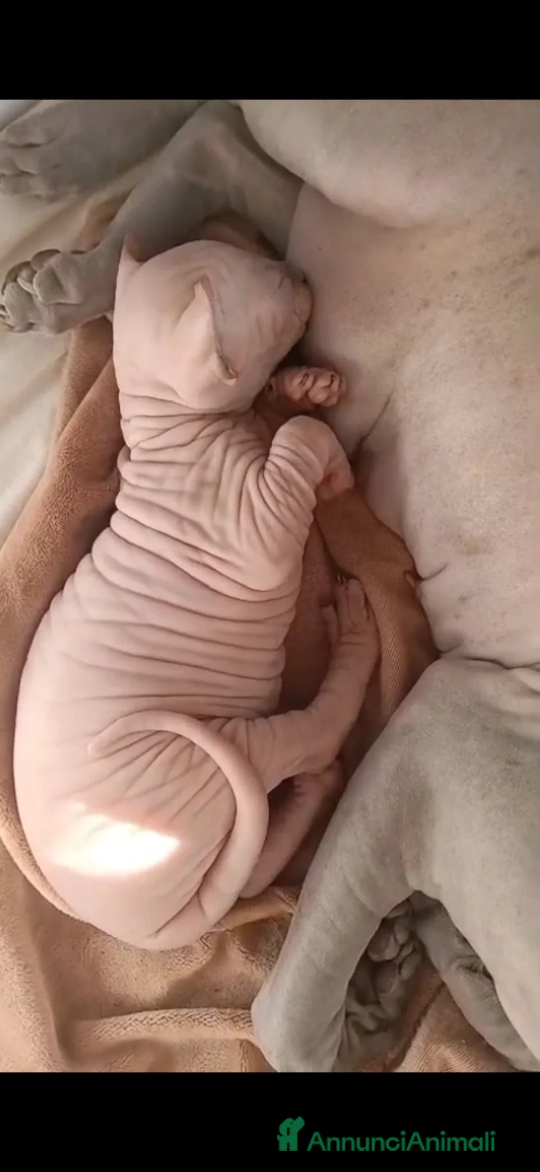 Sphynx gatti in vendita: Cuccioli di Sphynx con pedigree - Annuncio 2