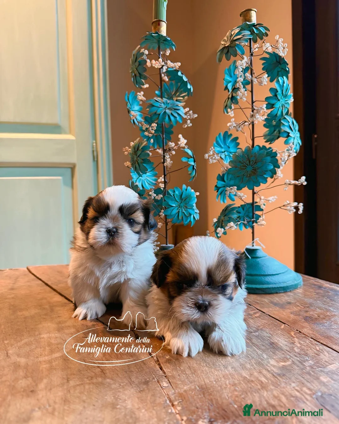 Shih Tzu cani in vendita: CUCCIOLI SHIHTZU CON PEDIGREE ENCI - Annuncio 2