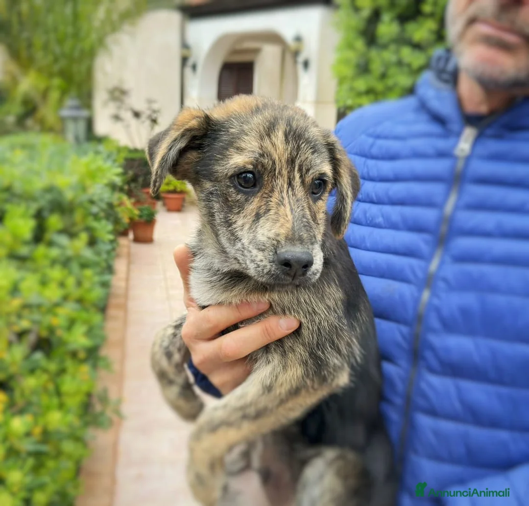 Meticcio cani in regalo: PIPPO 💙 - cucciolo taglia media.Cerca casa 🙏🏻🥺 a Provincia di Massa e Carrara - Annuncio 4