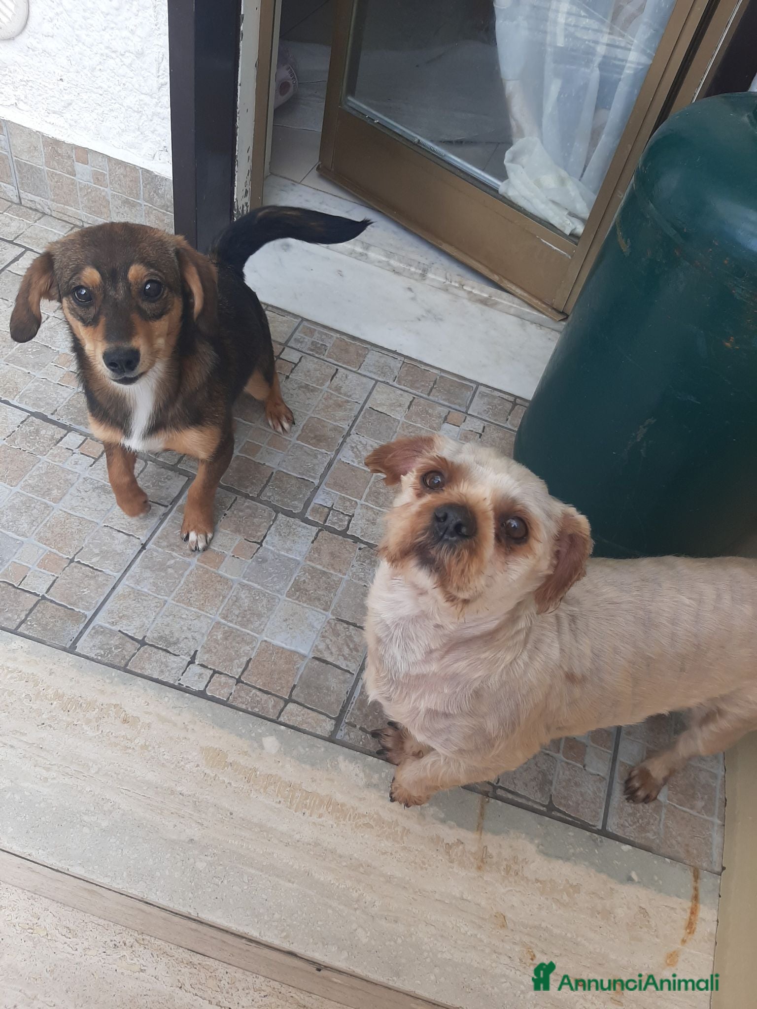 Meticcio cani Cagnolini in regalo  - Annuncio 5