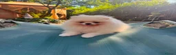 Volpino Pomerania cani in vendita: Volpino di Pomerania  - Annuncio 1