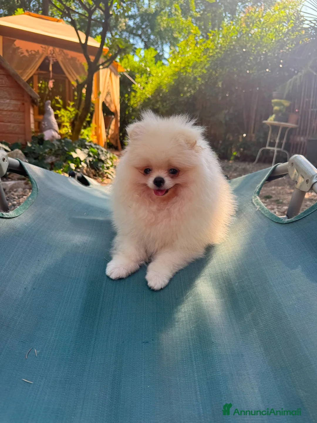 Volpino Pomerania cani in vendita: Volpino di Pomerania  - Annuncio 1