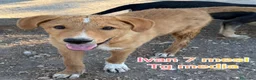 Meticcio cani in regalo: TROPPI CUCCIOLI SOLI IN RIFUGIO  a Provincia di Verona - Annuncio 6