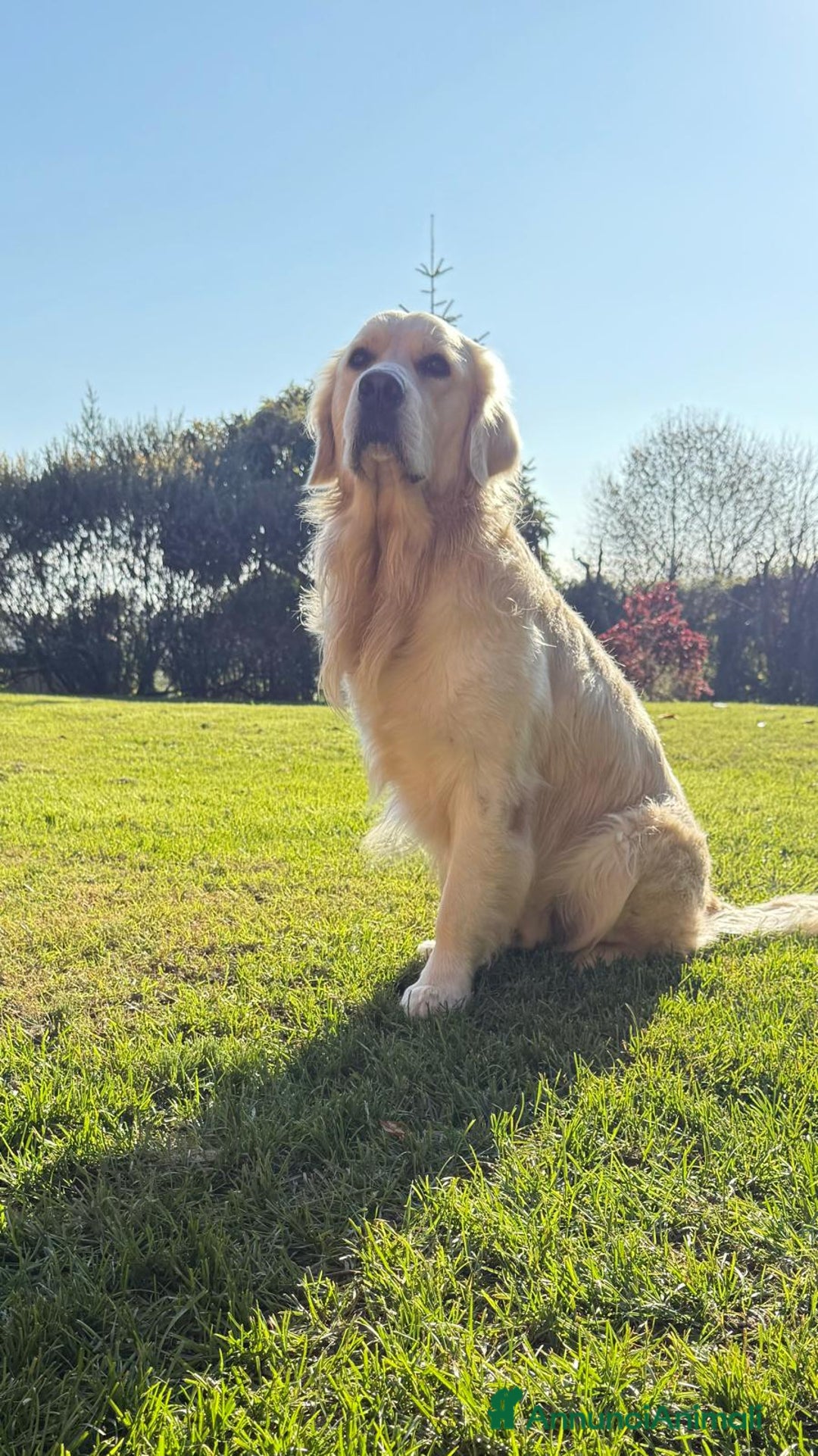 Golden Retriever cani per accoppiamento: Sean cerca fidanzata 🥰 - Annuncio 2
