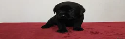 Labrador cani in vendita: Cuccioli labrador  - Annuncio 12