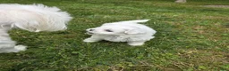 Maltese cani in vendita: Maltese  - Annuncio 4