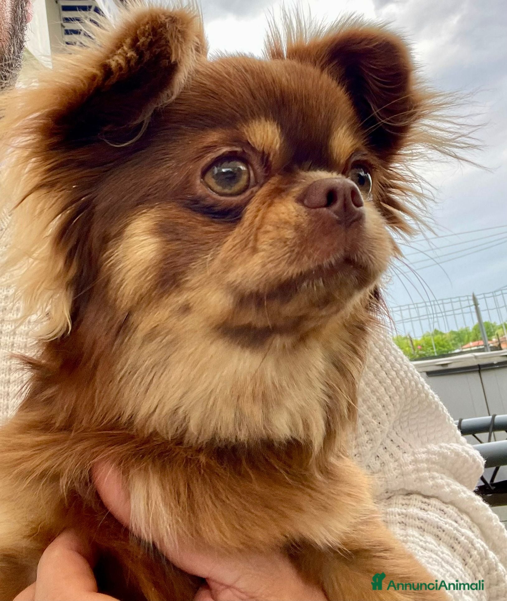 Chihuahua cani Cuccioli Chihuahua - Annuncio 1