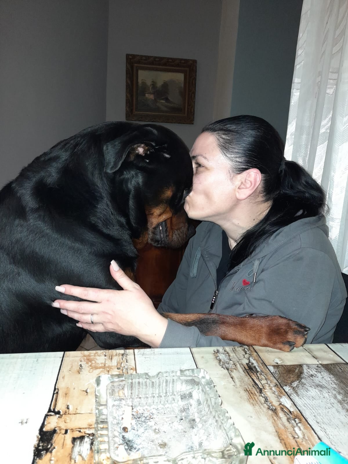 Rottweiler cani Cuccioli rotweiller  - Annuncio 1