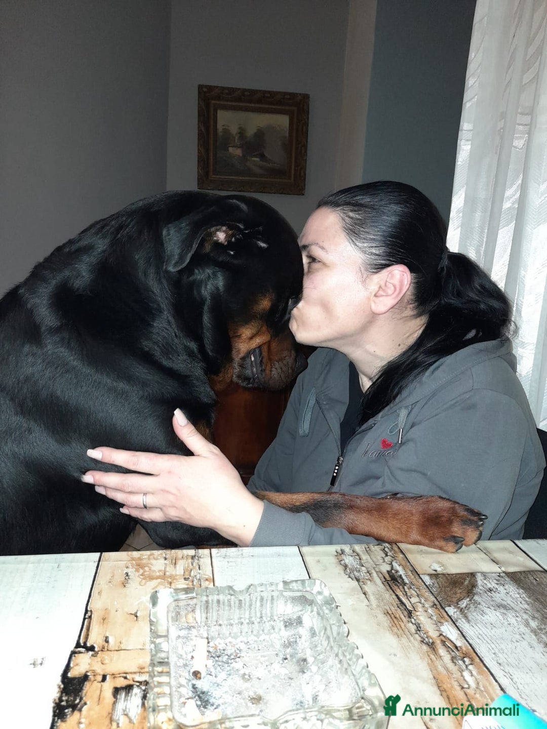 Rottweiler cani in vendita: Cuccioli rotweiller  - Annuncio 1