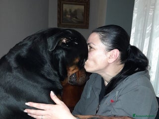 Rottweiler cani Cuccioli rotweiller - Annuncio 1