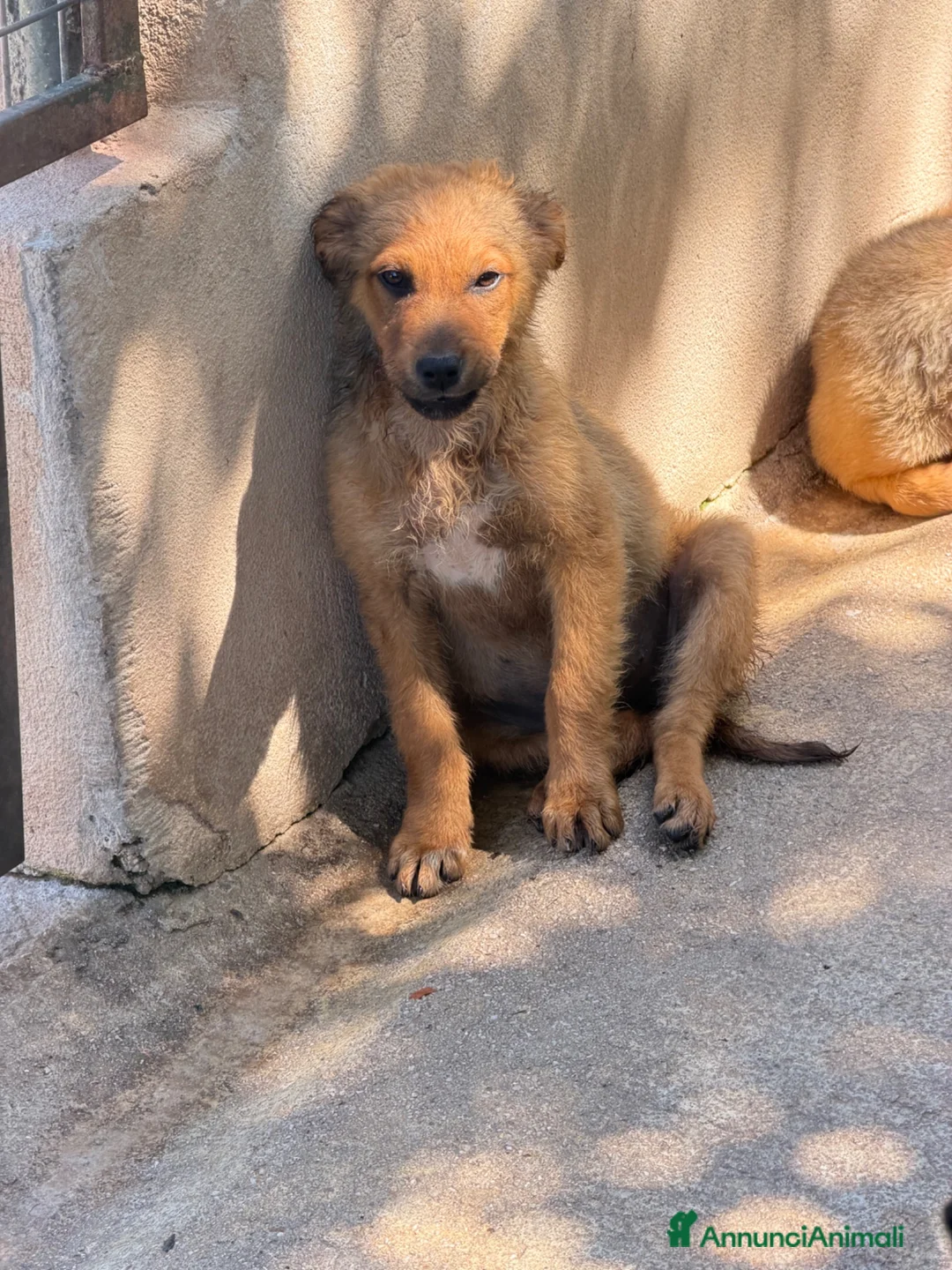 Meticcio cani in regalo: Bella  a Provincia di Lucca - Annuncio 4