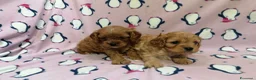Cavapoo cani in vendita: Cavapoo cuccioli - Annuncio 4