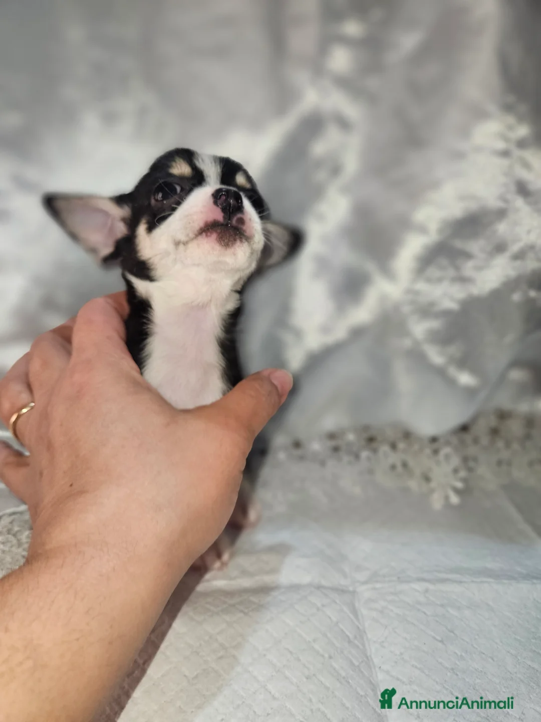 Chihuahua cani in vendita: Chihuahua toy mini - Annuncio 12