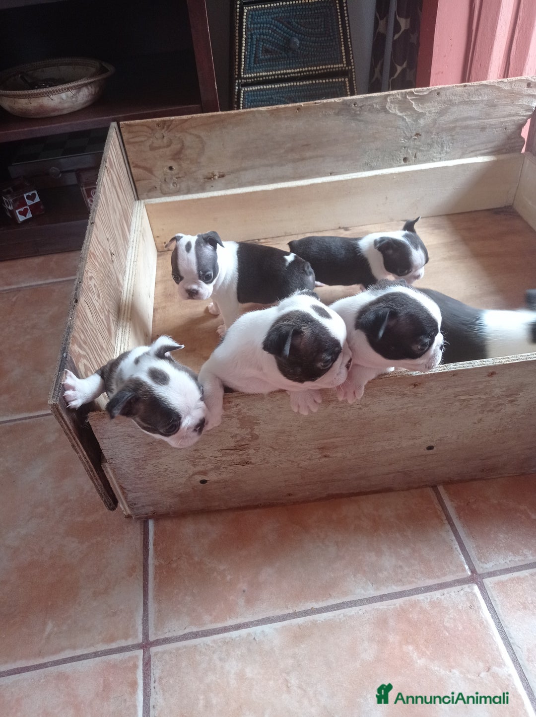 Boston Terrier cani in vendita: Vendita  - Annuncio 1