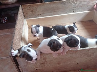 Boston Terrier cani Vendita - Annuncio 41